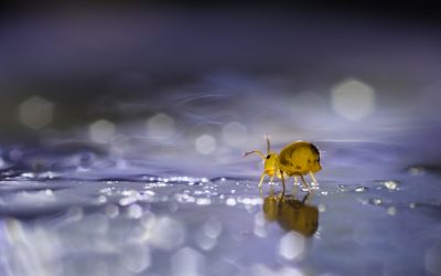 Lauréats du Concours Photo : Coupe de France Nature image projetée 2018