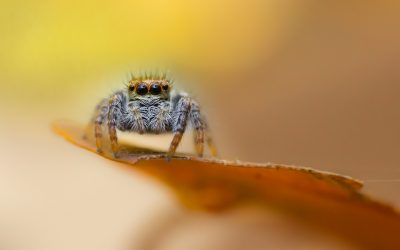 Lauréats du Concours Photo : Coupe de France Nature papier 2018
