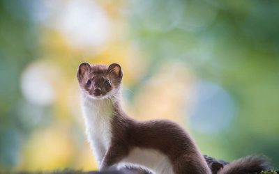 Des photographes actifs et performants.